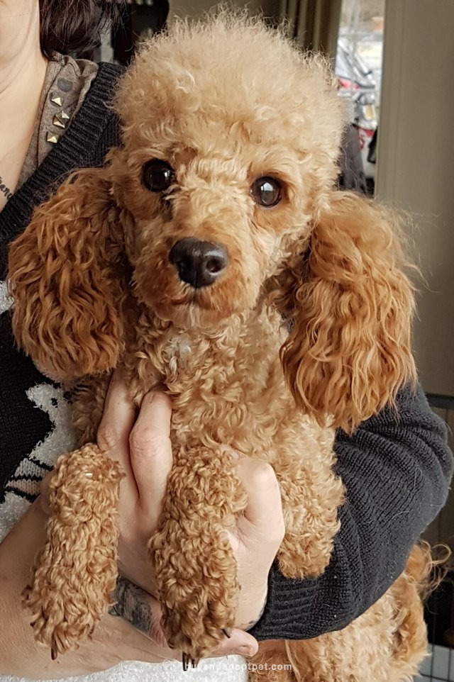 cavapoo plush